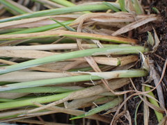 Schoenoplectus muricinux