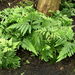 Selaginella umbrosa - Photo (c) Bachelot Pierre J-P,  זכויות יוצרים חלקיות (CC BY-SA)