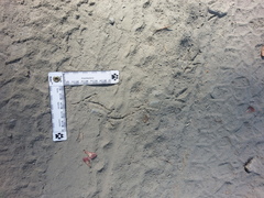 Dendragapus fuliginosus