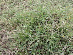Urochloa panicoides