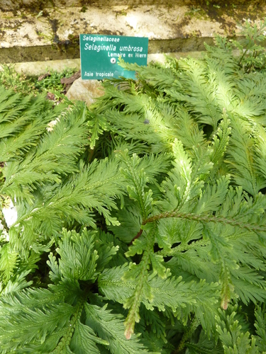 Selaginella umbrosa