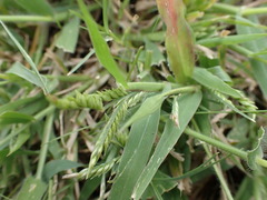 Urochloa panicoides