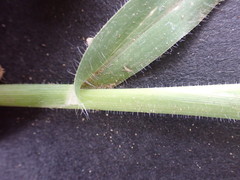 Urochloa panicoides