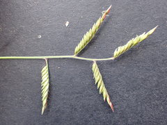Urochloa panicoides