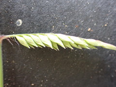 Urochloa panicoides