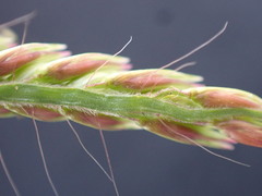 Urochloa panicoides