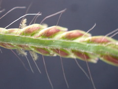 Urochloa panicoides
