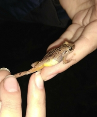 Pristimantis palmeri