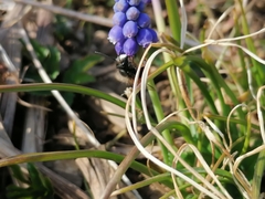 Osmia cornuta