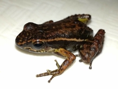 Leucostethus brachistriatus