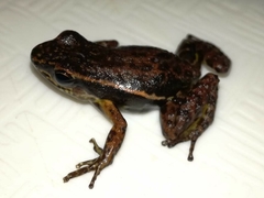 Leucostethus brachistriatus