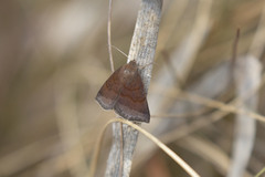 Argyrostrotis deleta