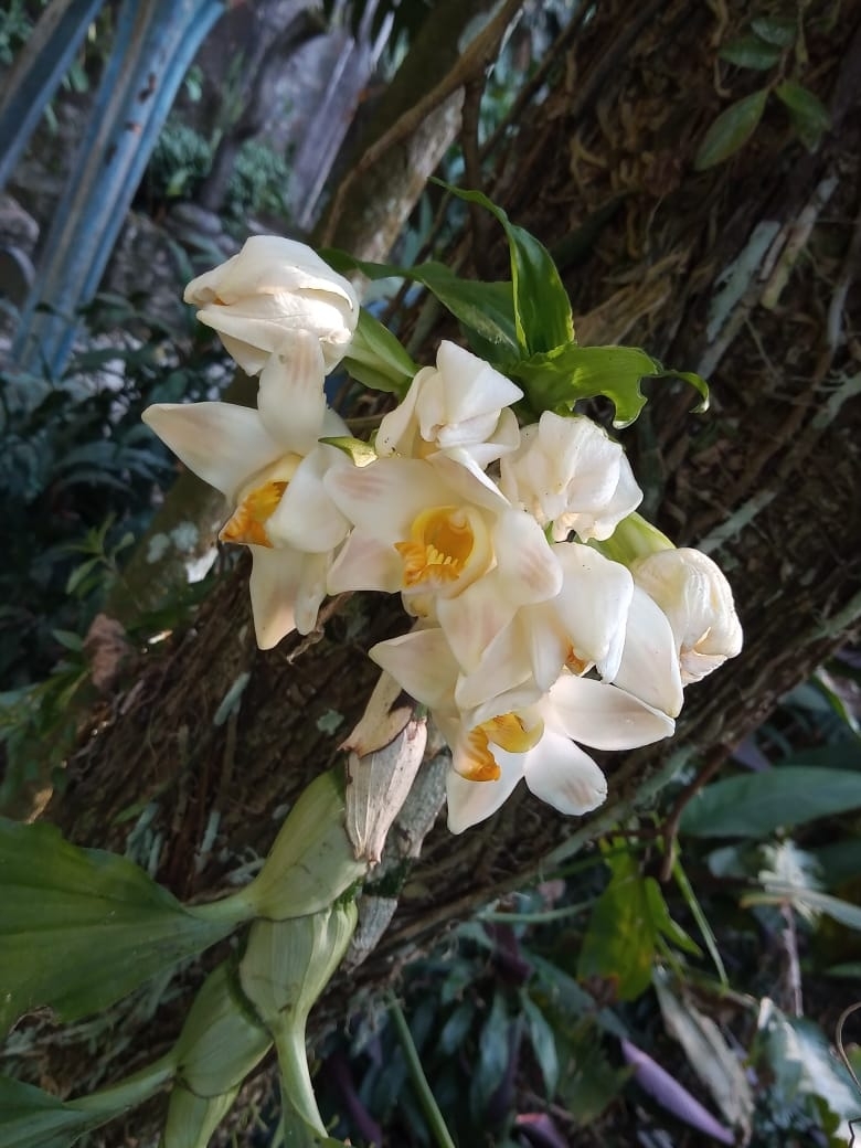 Chysis Bractescens (Chysis bractescens)
