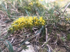 Thymelaea ruizii