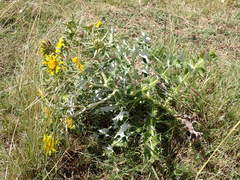 Berkheya onopordifolia