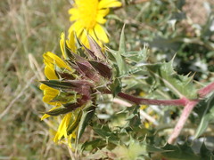 Berkheya onopordifolia