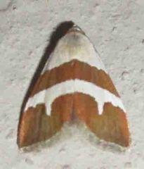 Eublemma alexi