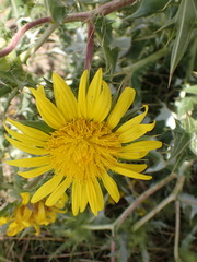 Berkheya onopordifolia
