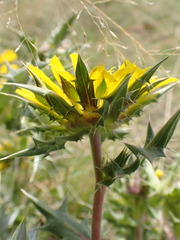 Berkheya onopordifolia