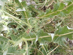 Berkheya onopordifolia