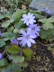 Hepatica transsilvanica