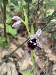 Ophrys reinholdii