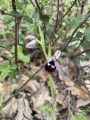Ophrys reinholdii