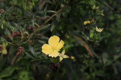 Ludwigia elegans