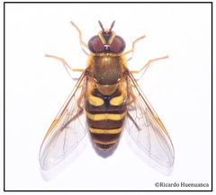 Syrphus reedi