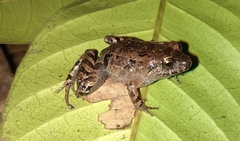 Niceforonia mantipus