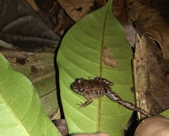 Niceforonia mantipus