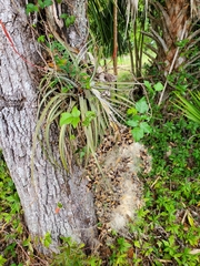 Tillandsia balbisiana