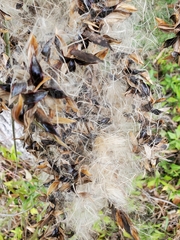 Tillandsia balbisiana