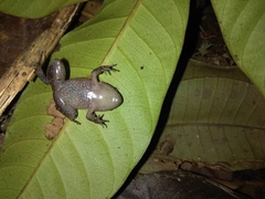 Niceforonia mantipus