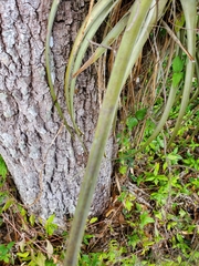 Tillandsia balbisiana