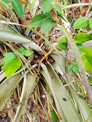 Tillandsia balbisiana