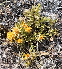 Chuquiraga aurea