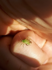 Reuterista instabilis