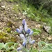 Lupinus albus graecus - Photo (c) Nicolas Lagière, some rights reserved (CC BY-NC), uploaded by Nicolas Lagière