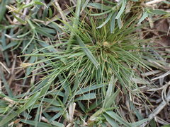 Bulbostylis humilis