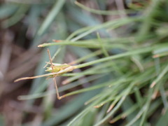 Bulbostylis humilis