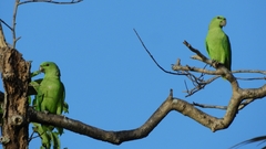 Graydidascalus brachyurus