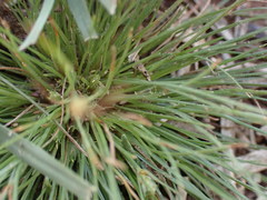 Bulbostylis humilis