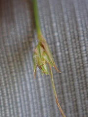 Bulbostylis humilis