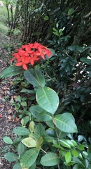 Ixora coccinea