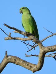 Graydidascalus brachyurus