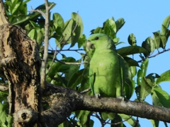 Graydidascalus brachyurus