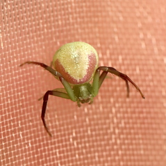 Misumenops rubrodecoratus