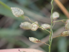 Eragrostis obtusa