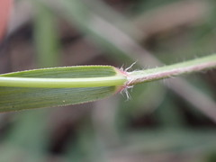 Eragrostis obtusa